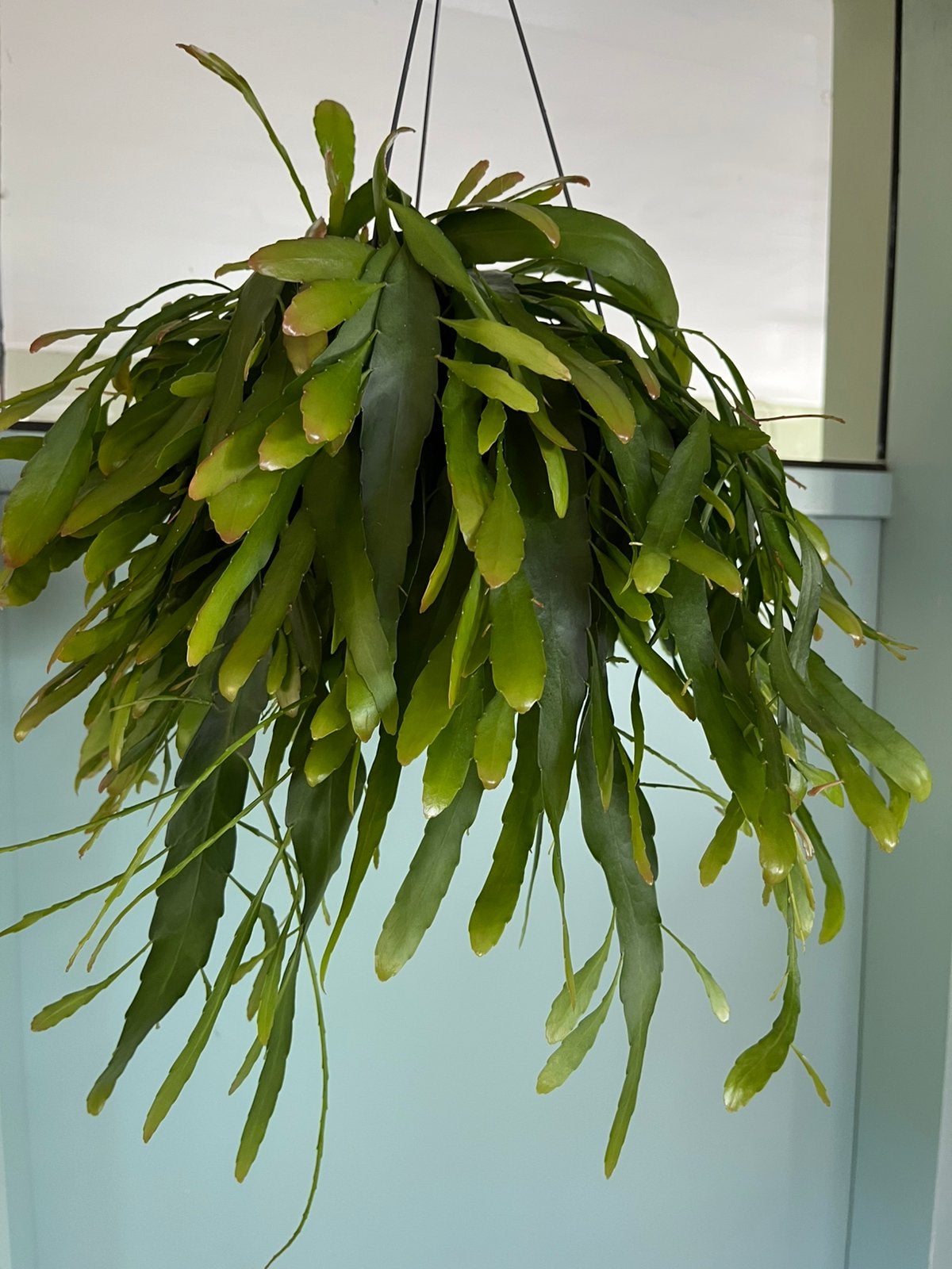 Pseudorhipsalis ramulosa ‘Red Coral’, Ophalen of Verzenden, Halfschaduw, Minder dan 100 cm