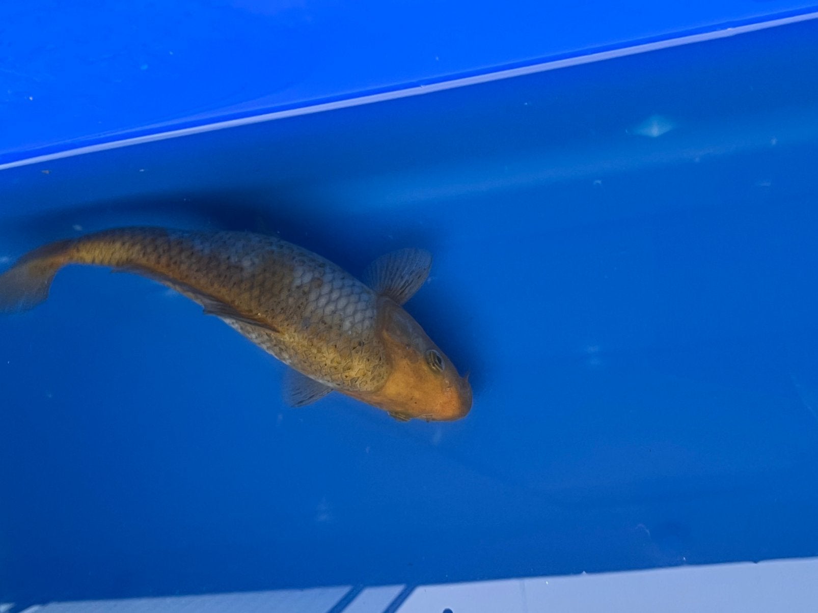 Ochiba, Dieren en Toebehoren, Vissen | Vijvervissen, Karper of Koi