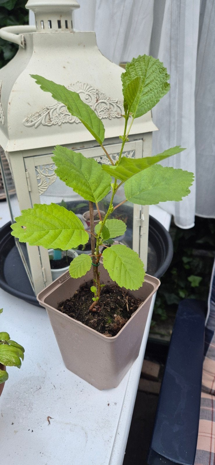 Els elseboom boom, In pot, Bloeit niet, Halfschaduw, Minder dan 100 cm