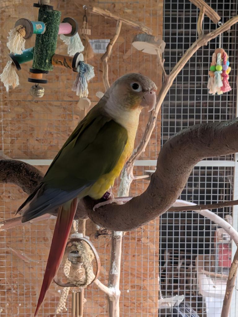 Pyrrhura's, Dieren en Toebehoren, Vogels | Parkieten en Papegaaien, Vrouwelijk, Parkiet