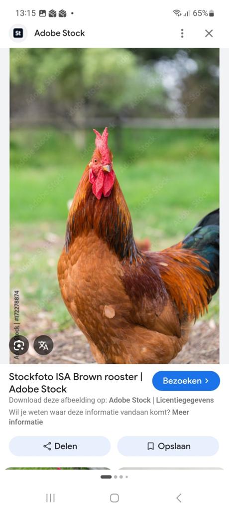Gezocht isa brown haan., Mannelijk, Kip