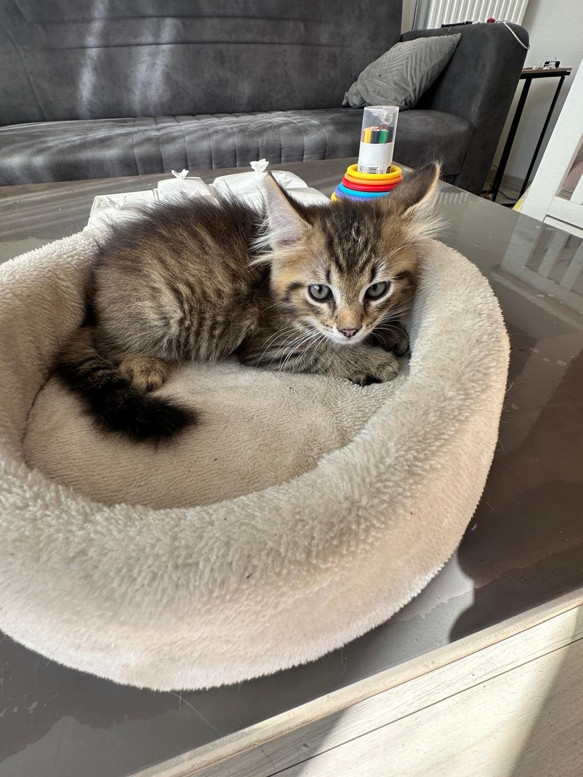 kittens, Poes