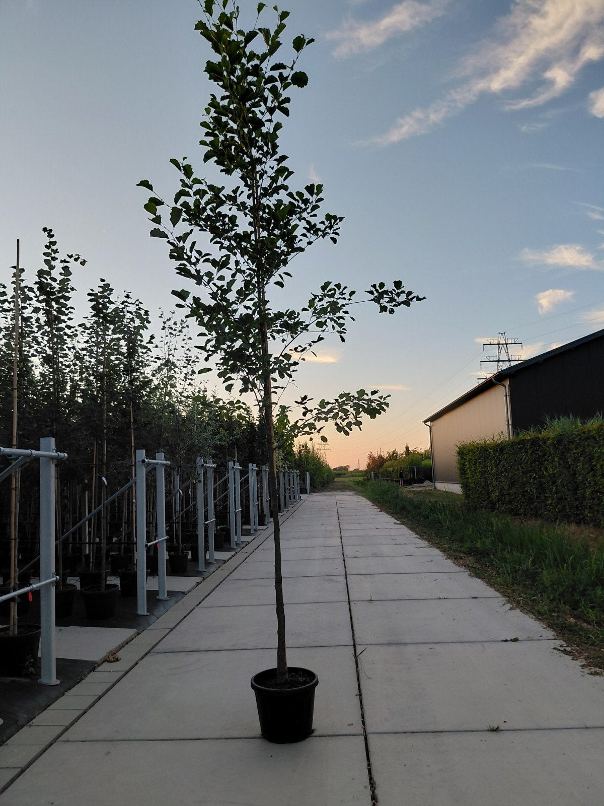 alnus glutinosa (zwarte els), Tuin en Terras, Overige soorten, Lente, 250 tot 400 cm, Ophalen