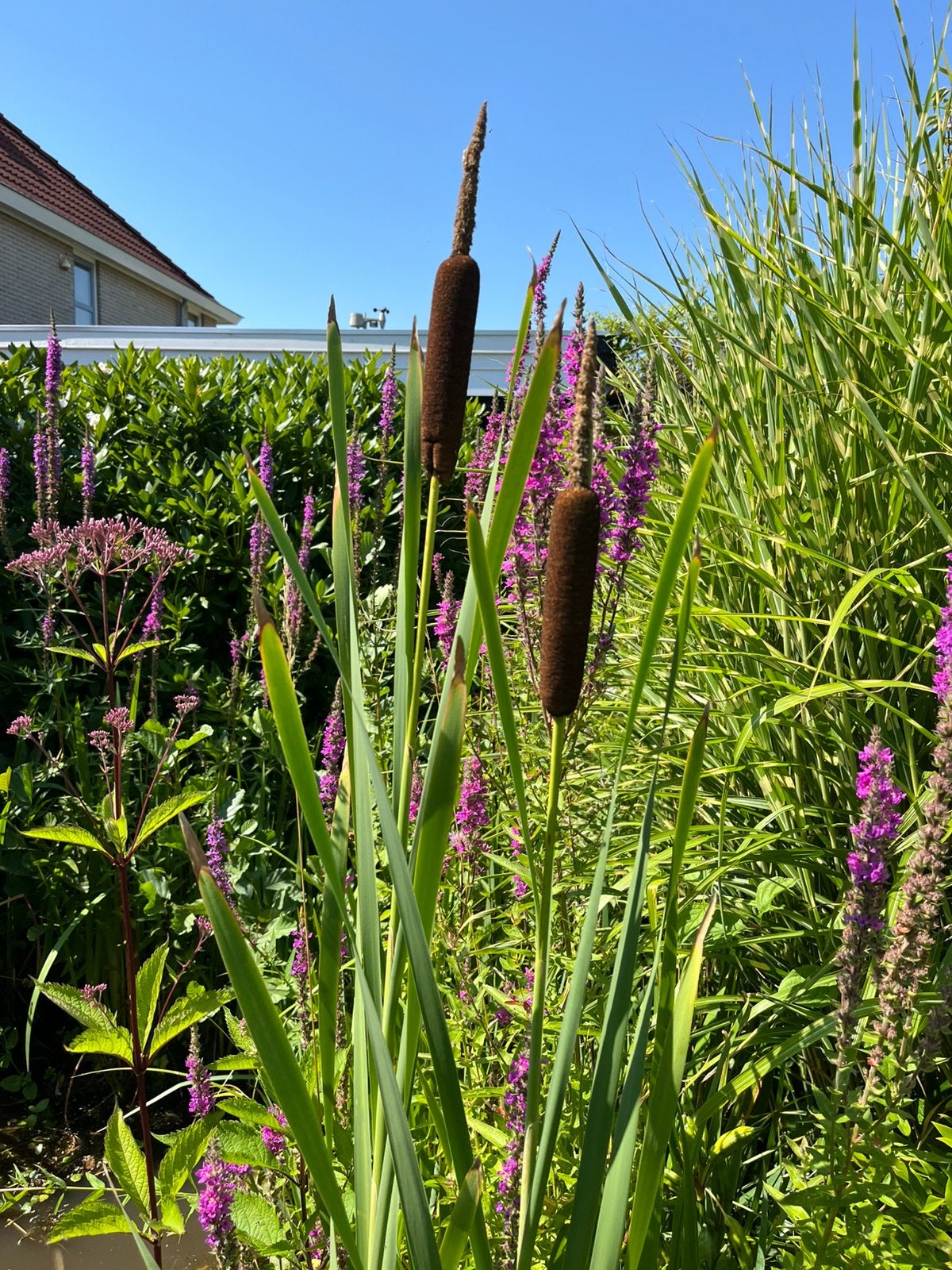 Grote Lisdodde, Tuin en Terras, Planten | Tuinplanten, Ophalen, Overige soorten, Volle zon