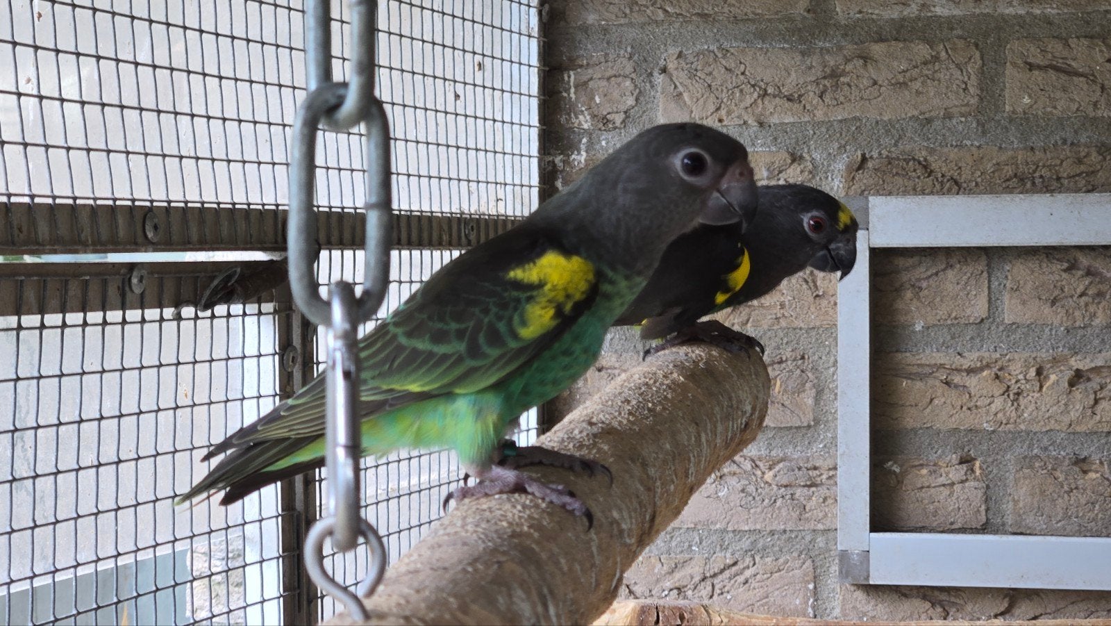 Tekoop Poicephalus meyeri papagaaien poppen, Vrouwelijk, Tam