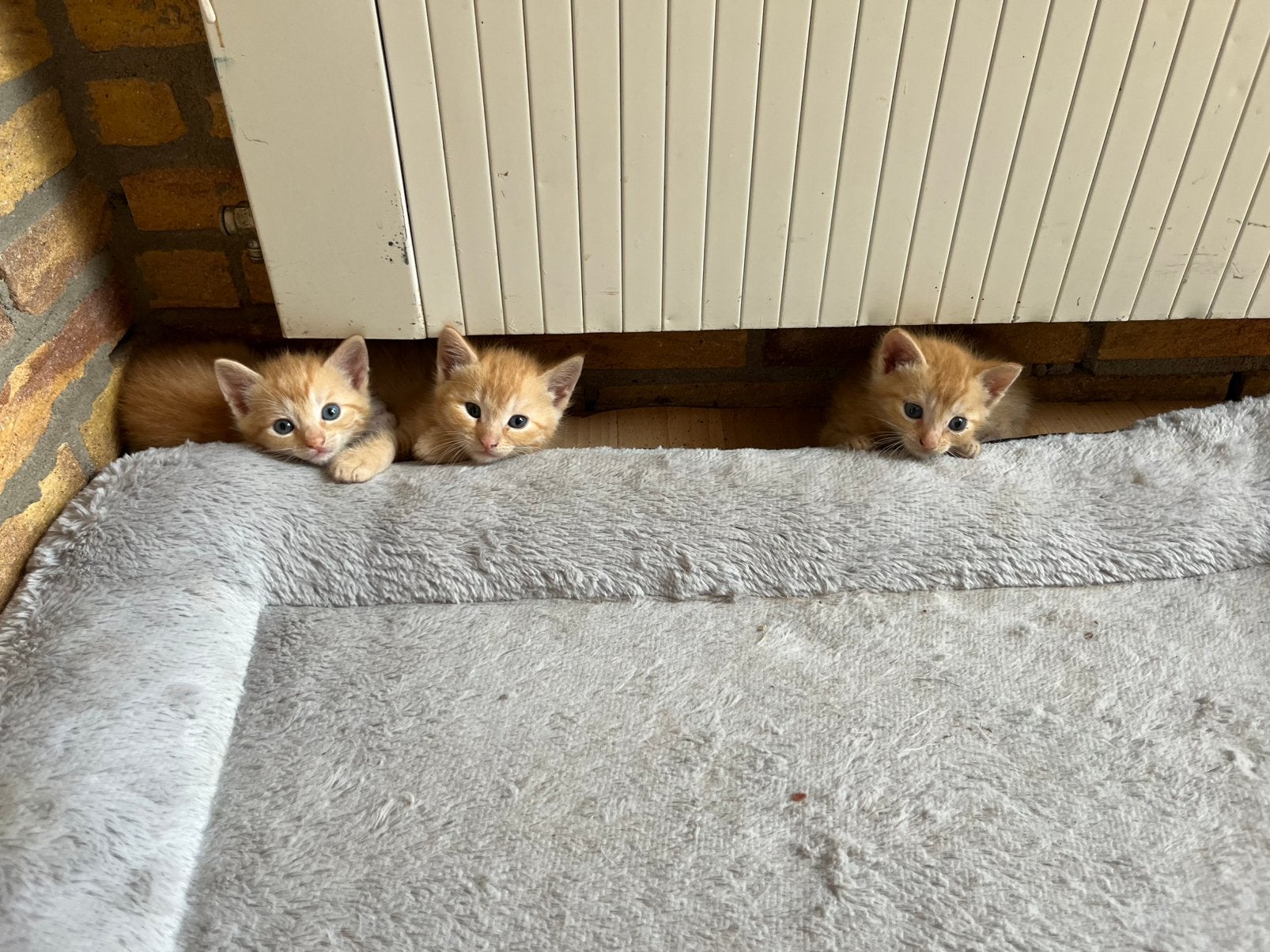 Boerderij kittens te koop, Meerdere dieren