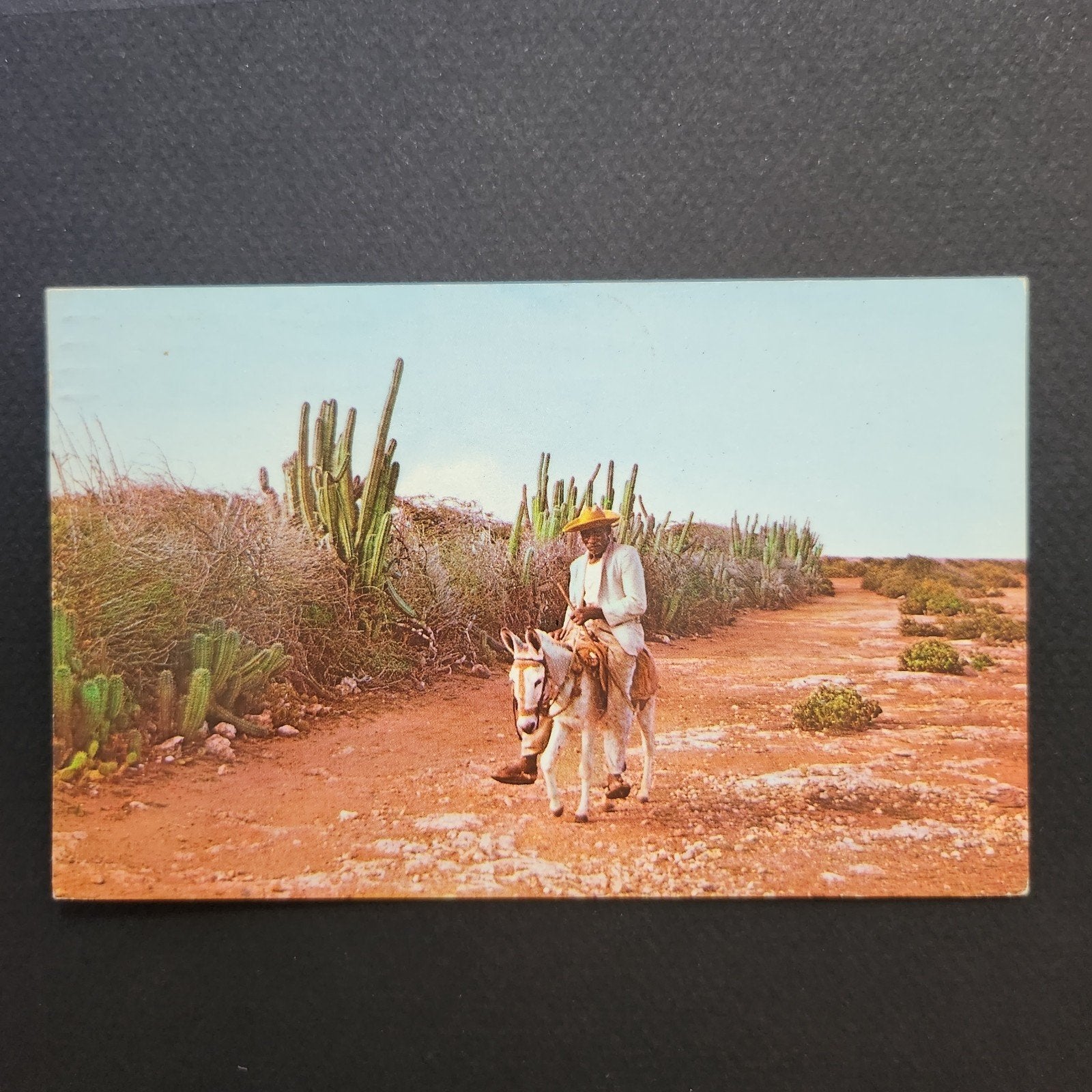 Oude ansichtkaart Curaçao: Man op ezel, cactussen, Verzamelen, Verzenden, 1960 tot 1980, Gelopen, Buiten Europa