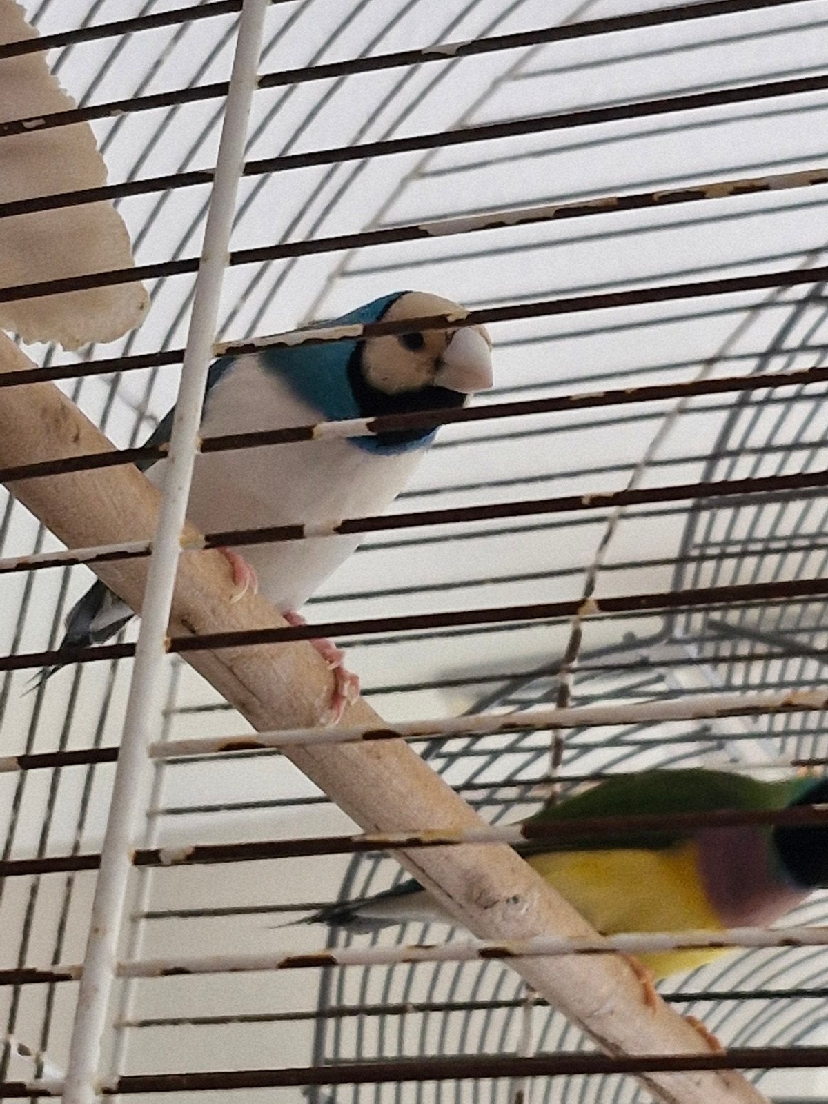 fhinches (m2457788544) — Vogels | Overige Vogels — Marktplaats