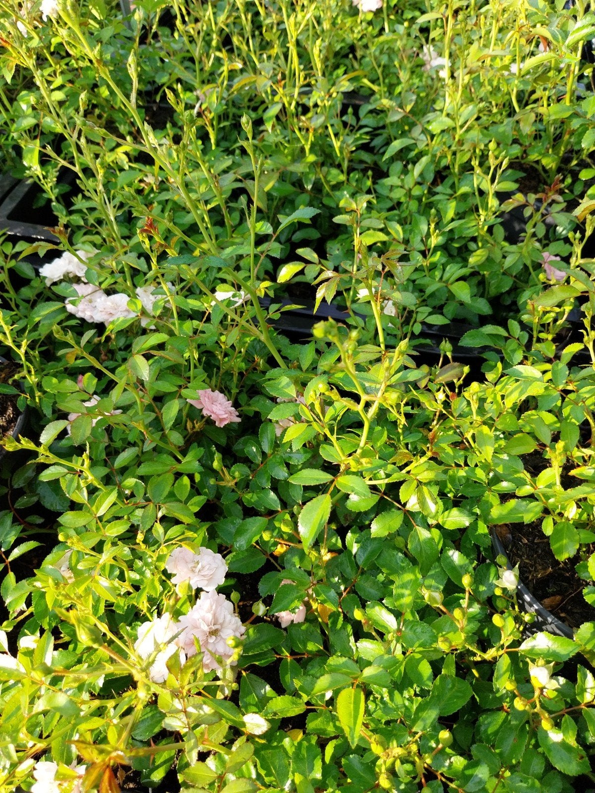 Rosa 'The Fairy' - Charmante Bodembedekkende Roos, Ophalen, Overige soorten, Volle zon