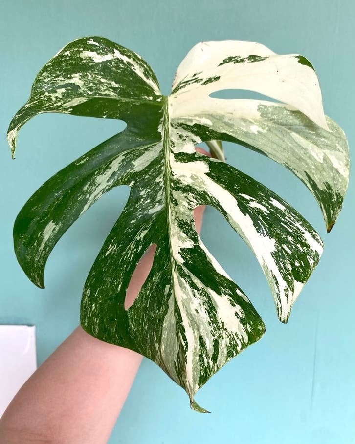 Topkwaliteit, witte Monstera Albo Variegata stek, Huis en Inrichting, Ophalen