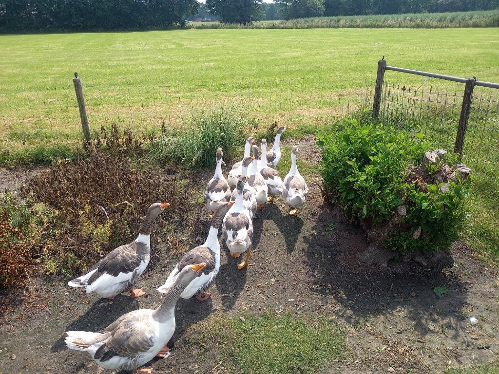 te koop jonge Twentse landganzen  8 st, Dieren en Toebehoren, Meerdere dieren, Gans of Zwaan