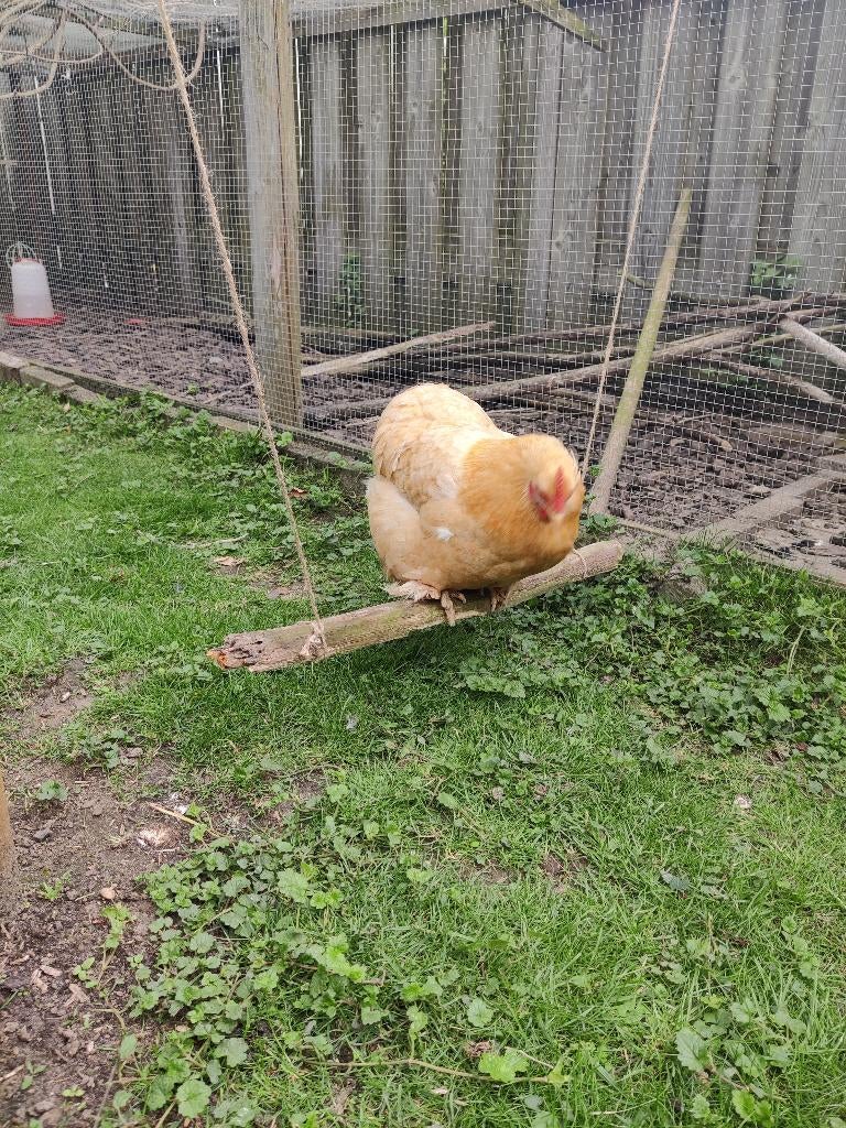 4 krielkippen (Wyandotte & Cochin), Dieren en Toebehoren, Pluimvee, Kip, Vrouwelijk
