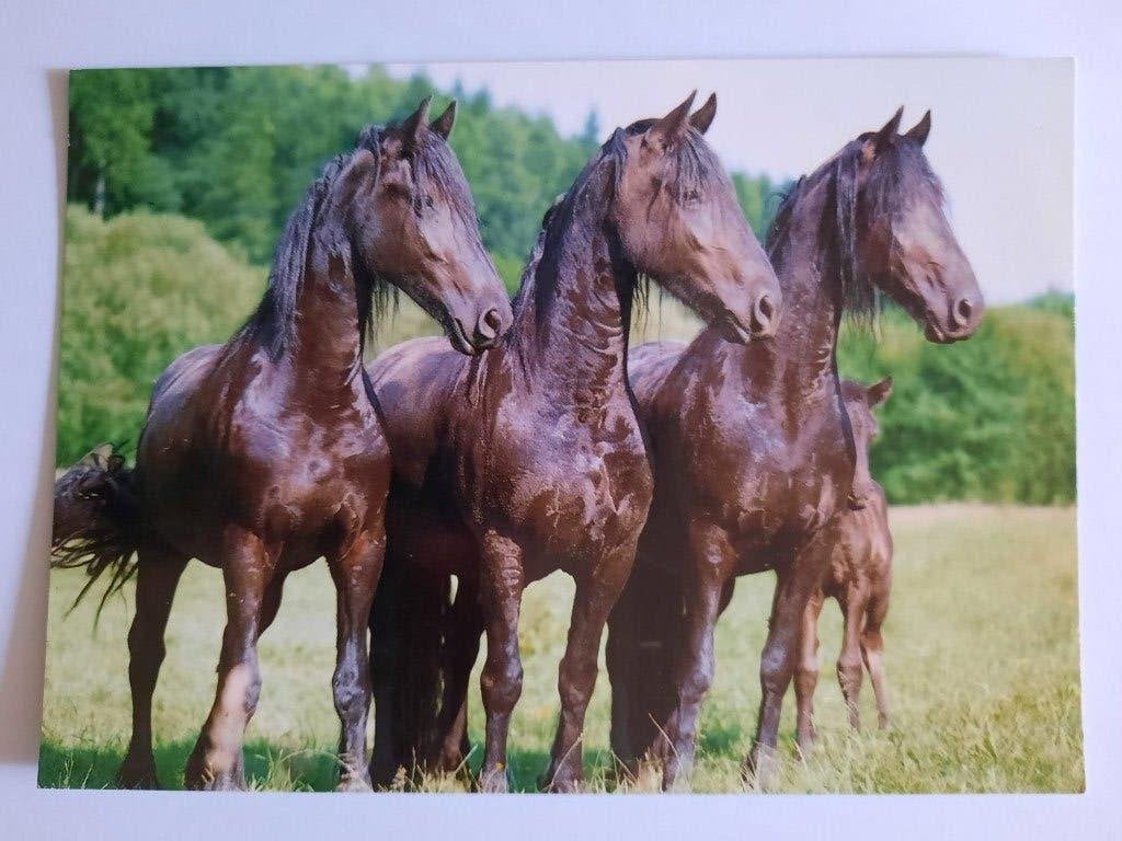 ansichtkaart paard veulen, Ophalen, 1980 tot heden, Ongelopen, Paard