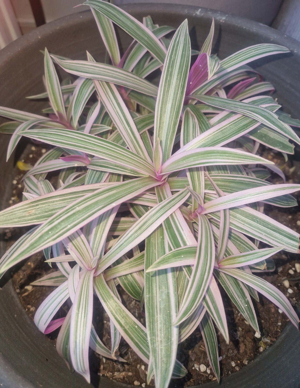 Tradescantia stekjes - Tricolor, Overige soorten, Vaste plant, Ophalen of Verzenden, Bloeit niet