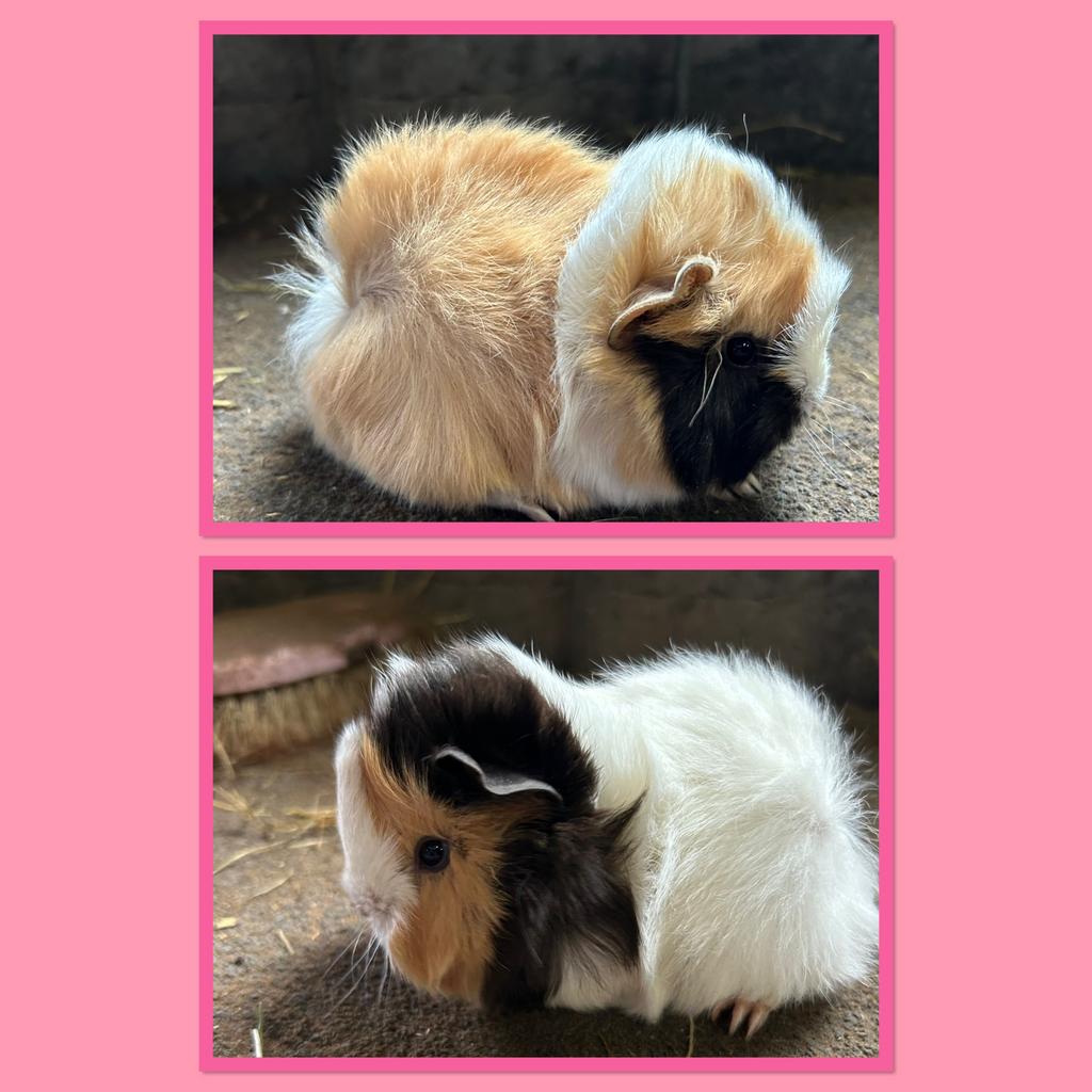 Twee jonge cavia vrouwtjes (peruvian x borstel), Dieren en Toebehoren, Knaagdieren, April, Vrouwelijk, Cavia