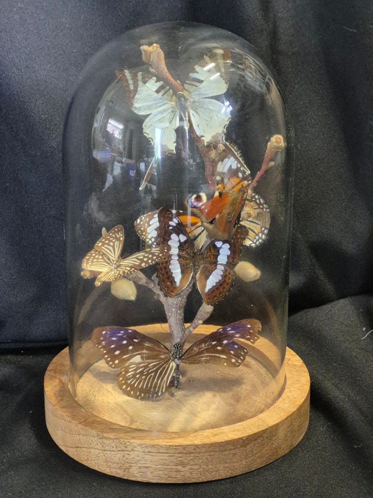 Glazen stolp met 6 echte vlinders op stronk, Huis en Inrichting, Woonaccessoires | Stolpen, Glas, Ophalen, Gebruikt, Inclusief decoratie