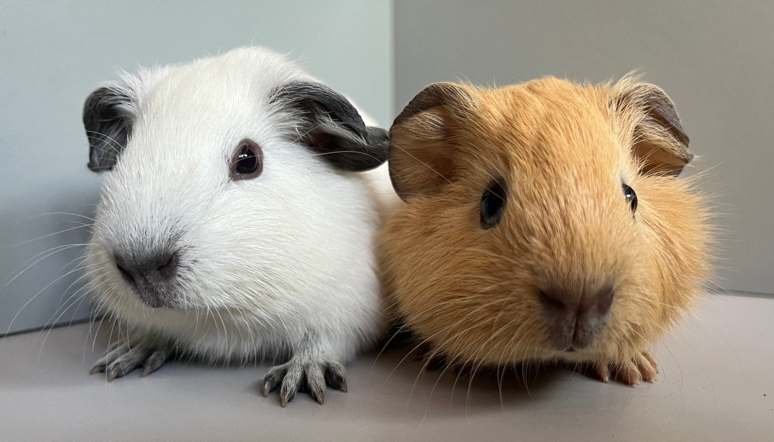 Schattige cavia broertjes (California), Cavia, Augustus, Mannelijk, Tam