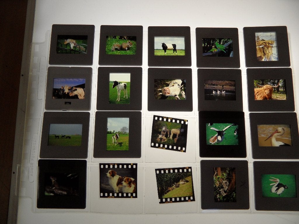 dia  20x  dieren  o.a pelikaan  paard  koe  etc, Verzamelen, Verzenden, 1980 tot heden, Foto, Zo goed als nieuw