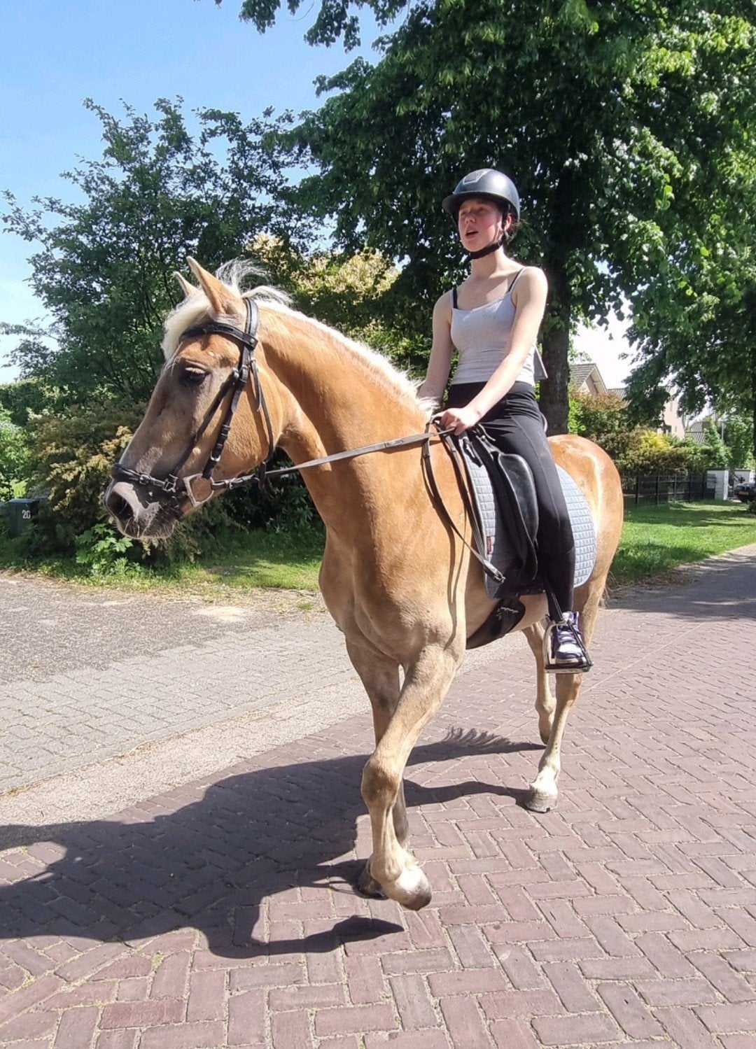 3 jarige haflinger merrie, Merrie, D pony (1.37m tot 1.48m), Met stamboom, 3 tot 6 jaar