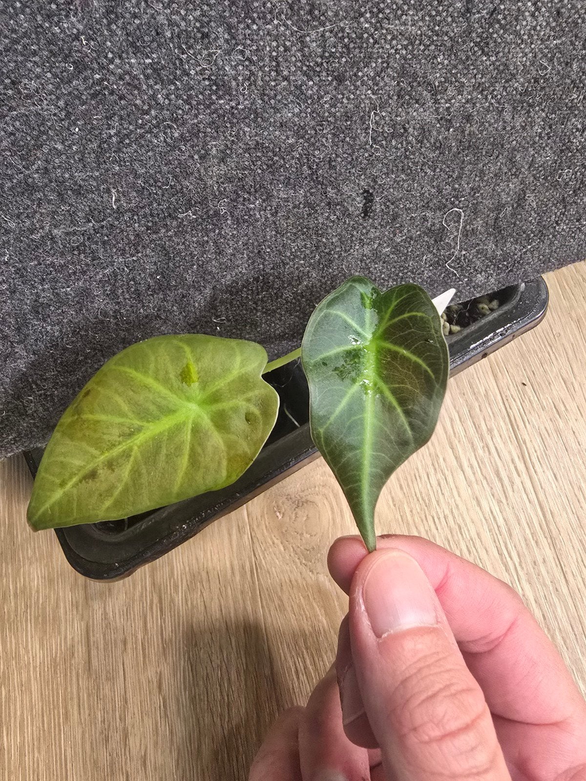 Alocasia Regal Shields, Ophalen of Verzenden
