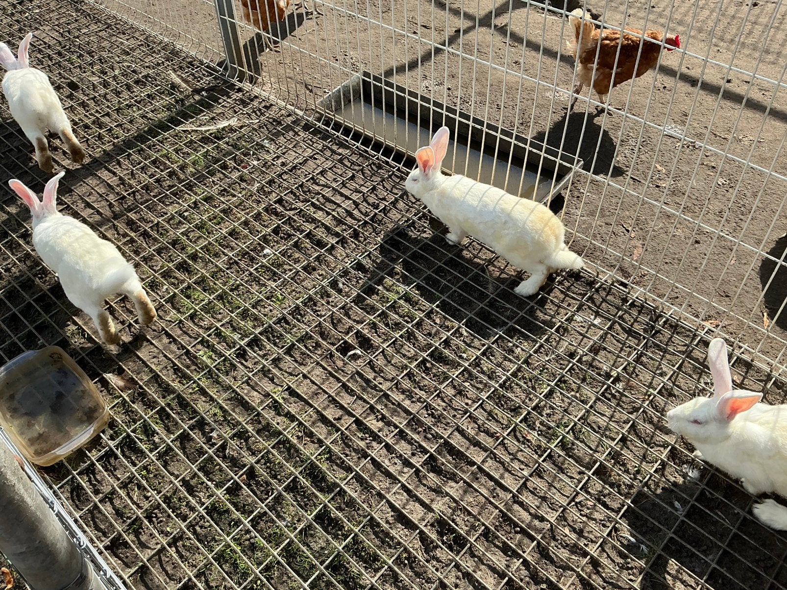 Konijnen vlaamse reus, Meerdere dieren, Overige soorten