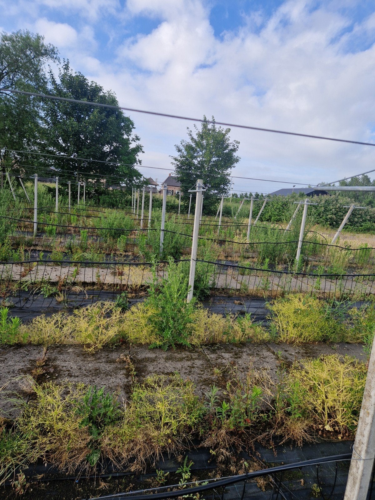 Palen voor pottenveld inclusief kabelhouders, Tuin en Terras, Palen, Balken en Planken, Ophalen, Gebruikt, 180 tot 250 cm, Palen