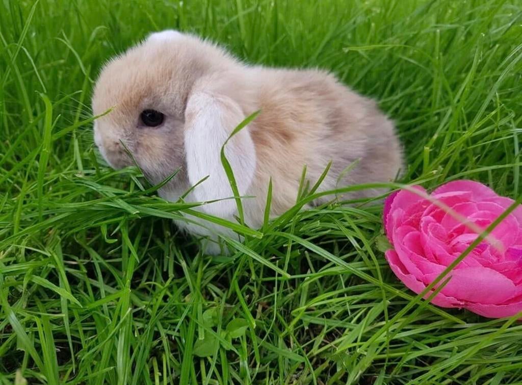 Diverse minilops beschikbaar ! ❤️ minilop hangoor konijntjes, Dieren en Toebehoren, Meerdere dieren, Dwerg, Hangoor, 0 tot 2 jaar