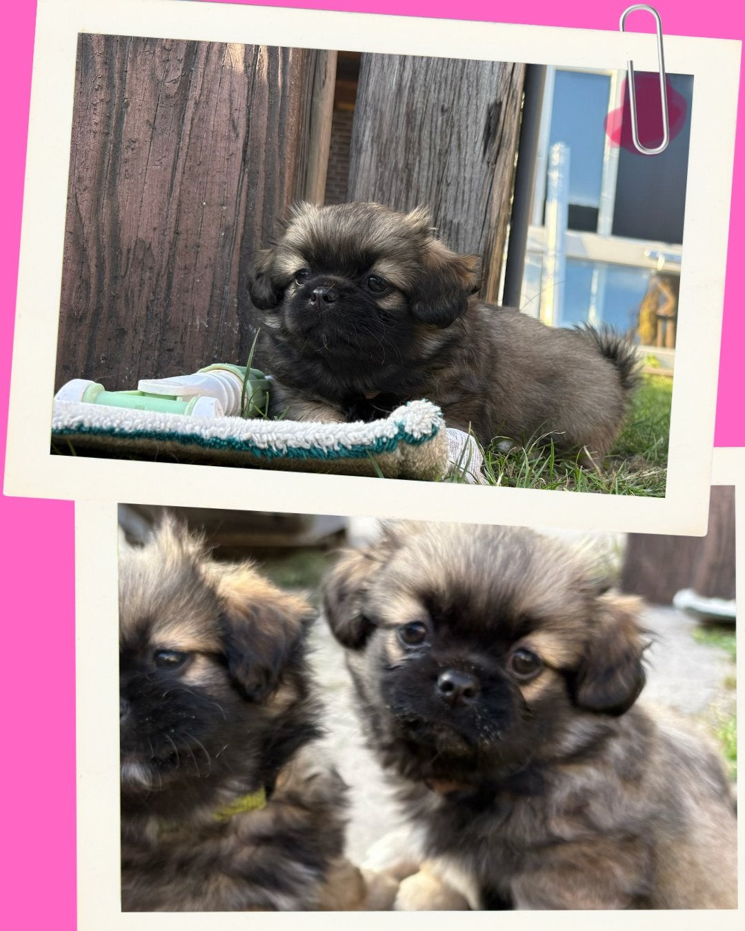 Tibetaanse spaniel puppies beschikbaar., Dieren en Toebehoren, Overige rassen, 8 tot 15 weken, Geslacht onbekend, Meerdere