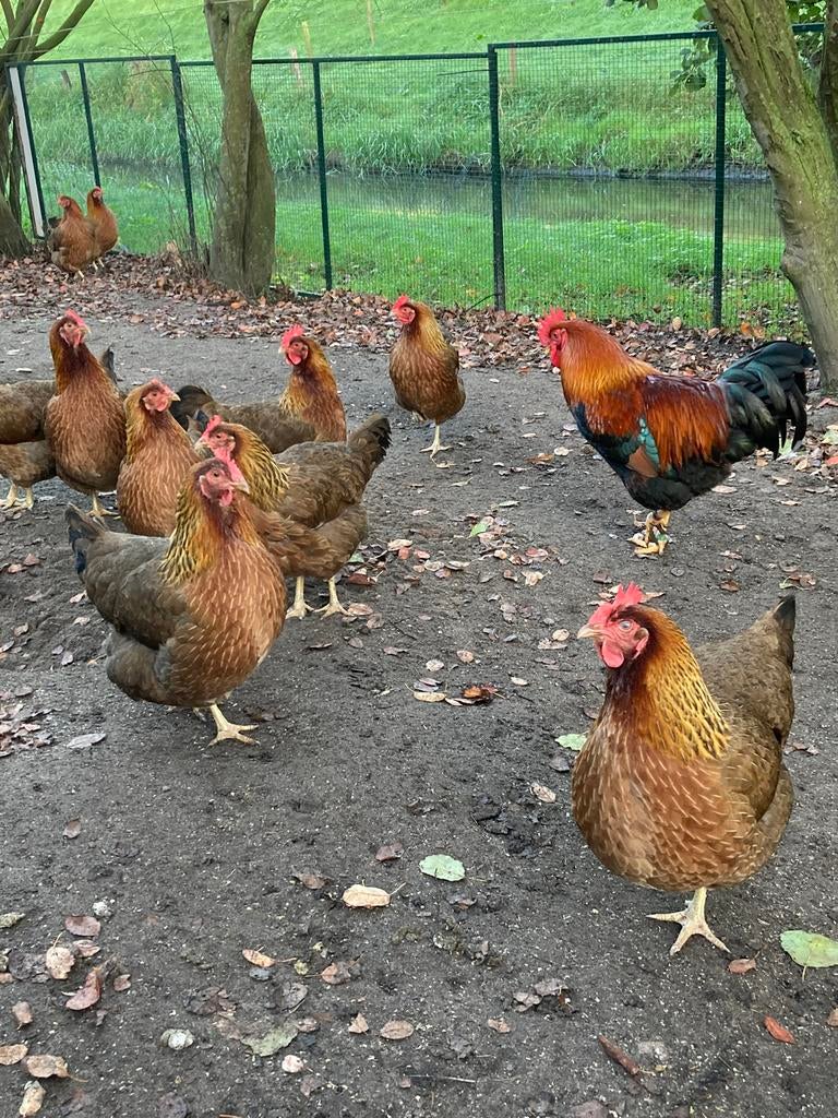 Welsumer kippen broedeieren, Dieren en Toebehoren, Pluimvee, Geslacht onbekend, Kip