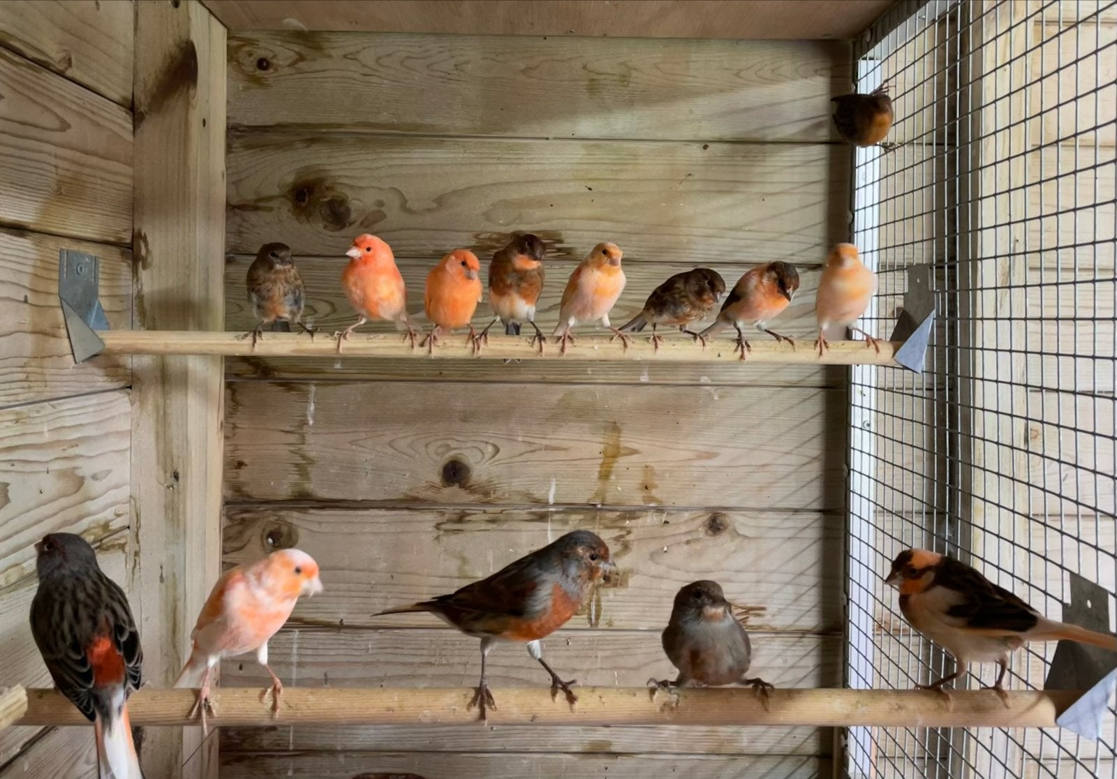 13 harlekijn kanaries, Dieren en Toebehoren, Meerdere dieren, Kleurkanarie