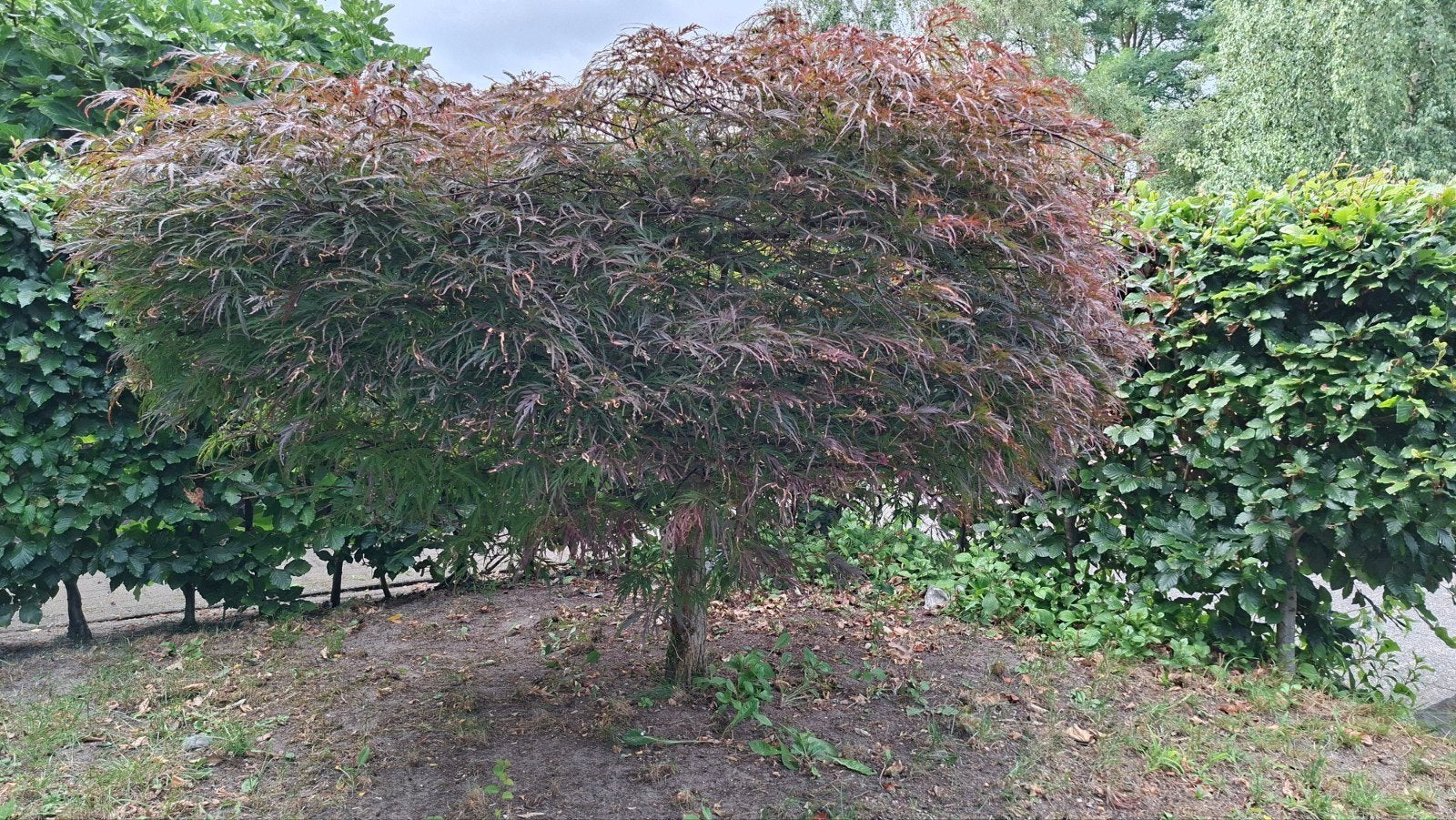 Japanse Esdoorn (Acer palmatum), Ophalen, Bloeit niet, Halfschaduw, Overige soorten