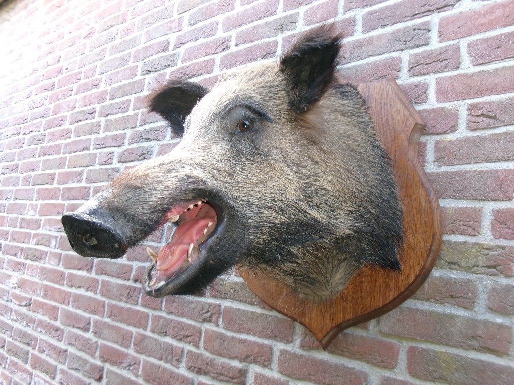 Schitterend grrot opgezet wild zwijn uit Frankrijk, Ophalen of Verzenden, Zo goed als nieuw, Wild dier, Opgezet dier