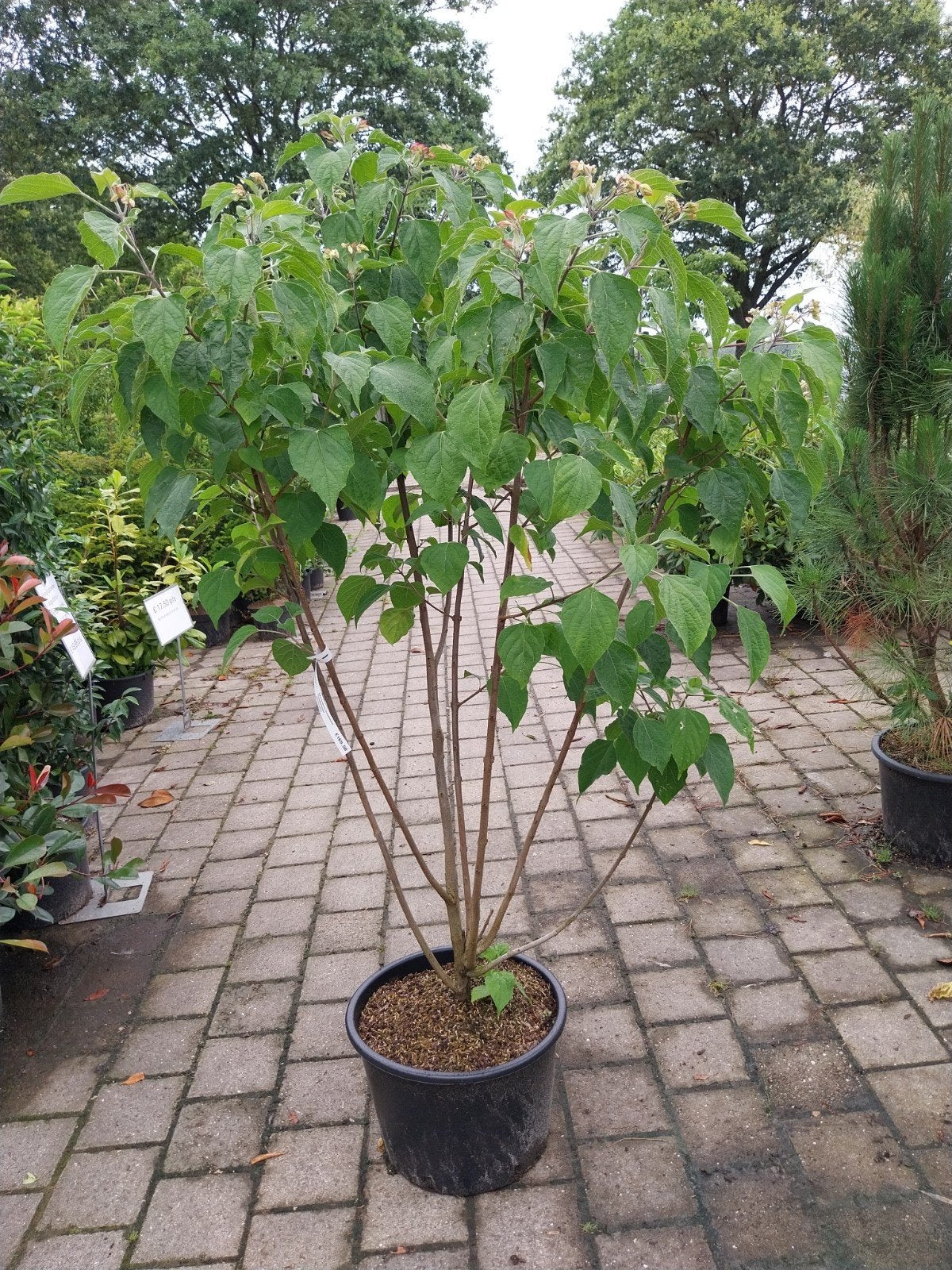 Clerodendrum: Prachtige struik voor uw tuin, Vaste plant, Halfschaduw, Zomer, Ophalen