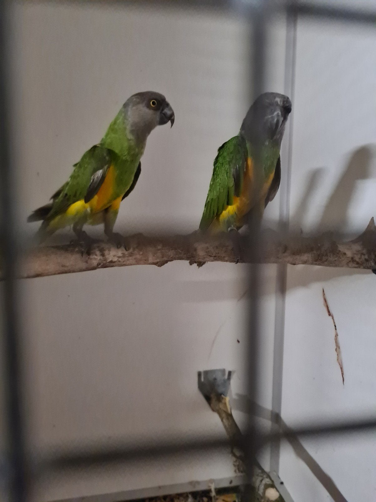 koppel bonte boeren, Dieren en Toebehoren, Meerdere dieren, Papegaai, Geringd