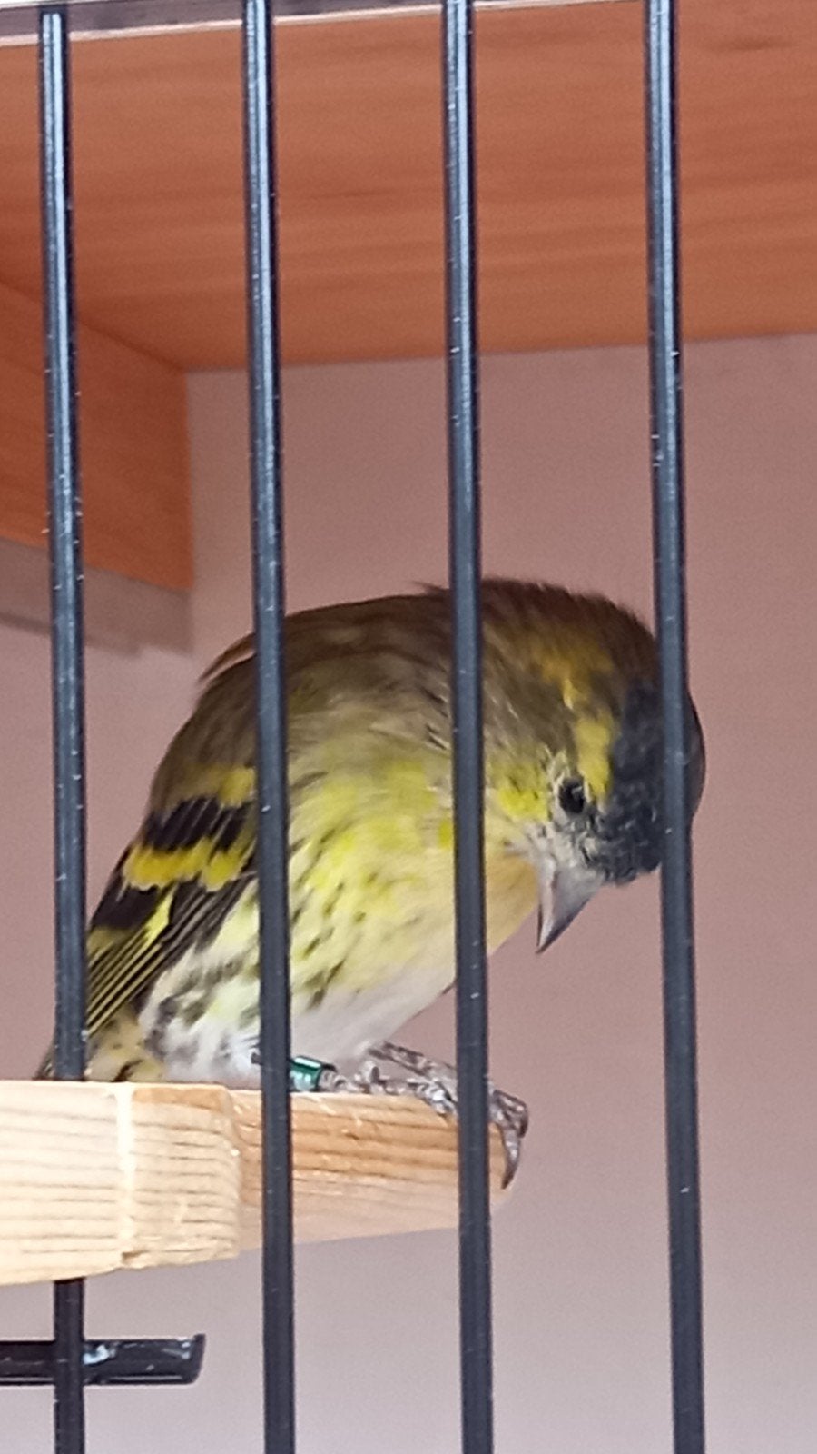 Te Koop Europese sijs wildkleur, Mannelijk, Wildzangvogel, Geringd