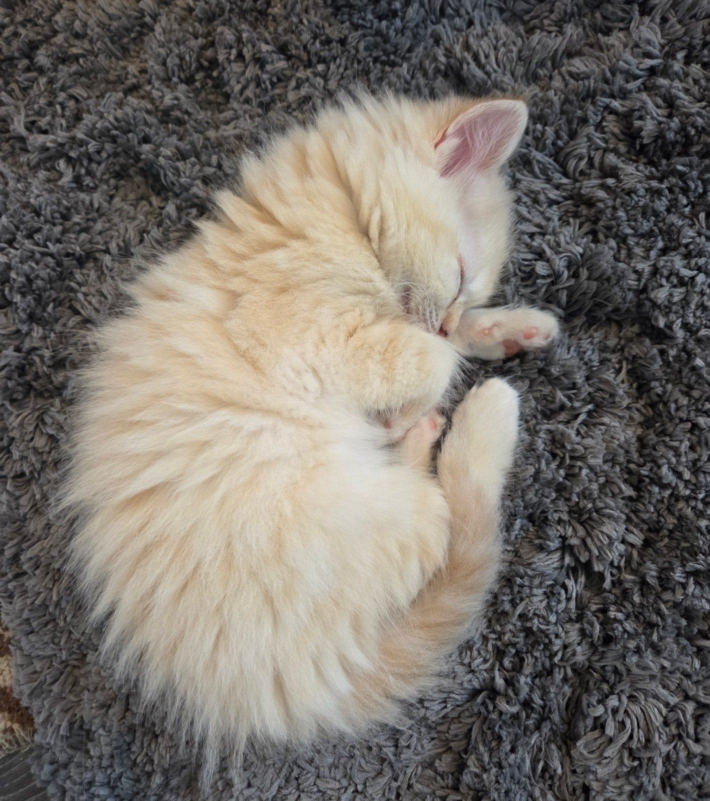 Super Lieve Rode ragdoll kitten!, Kater