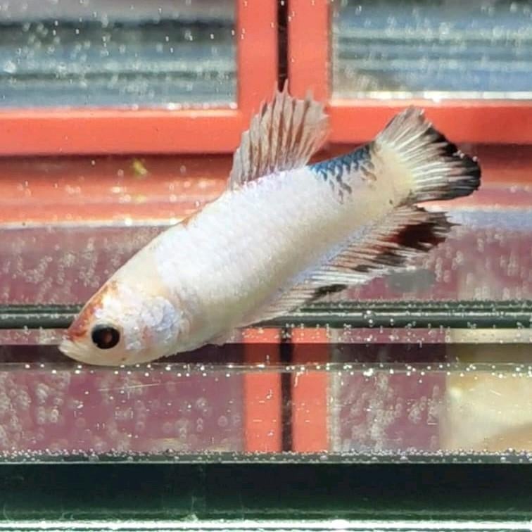 Betta vrouw halfmoon koi, Tickets en Kaartjes, Eén persoon