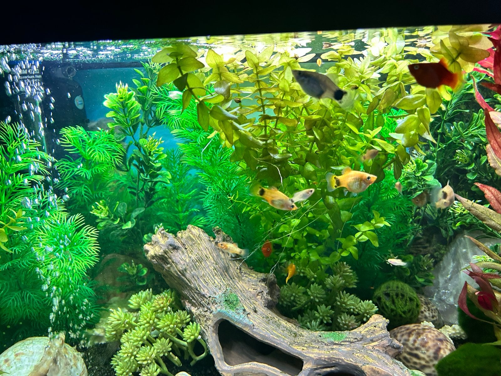 Jonge visjes (Platy’s), Dieren en Toebehoren, Vis, Zoetwatervis