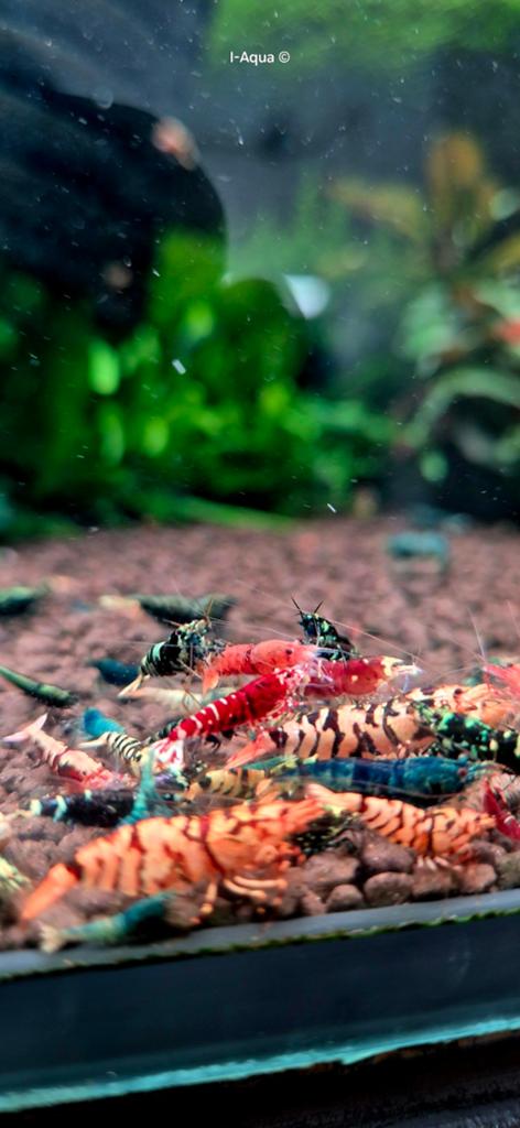 Skittels caridina garnalen bezorging mix 10+5 gratis!, Kreeft, Krab of Garnaal