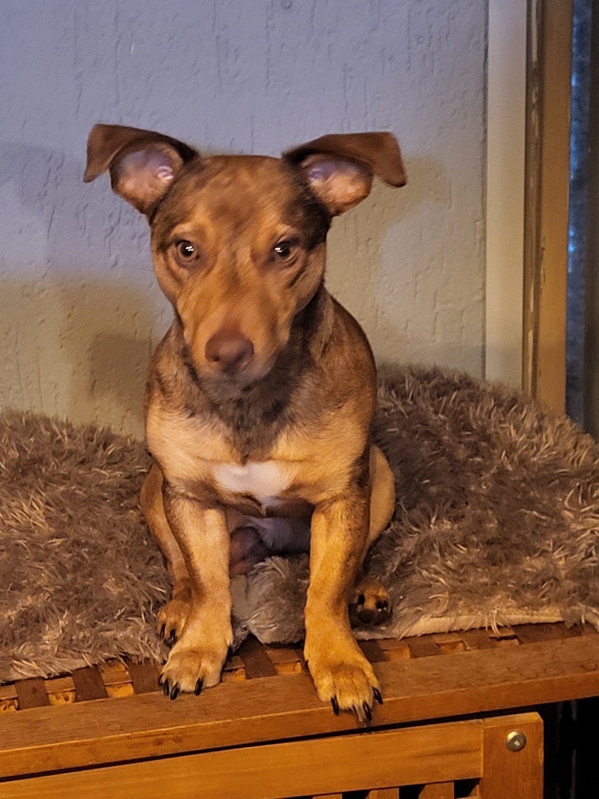 laag benige kruising jackrussel 1/3 chihuaua, Dieren en Toebehoren, Jack Russell Terriër, 8 tot 15 weken, Meerdere, Meerdere dieren