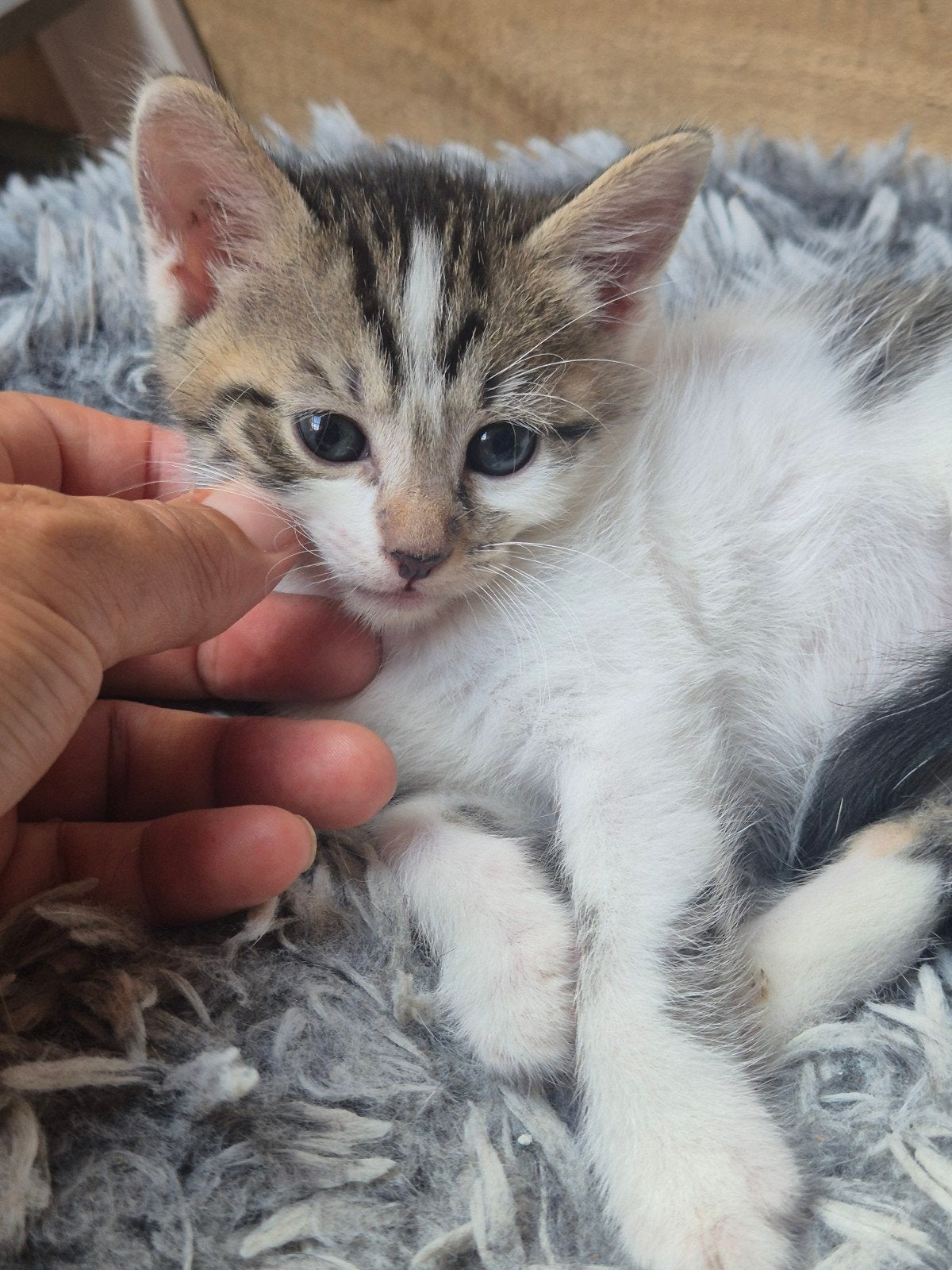 mooie kittens, Meerdere dieren, Kortharig, 0 tot 2 jaar