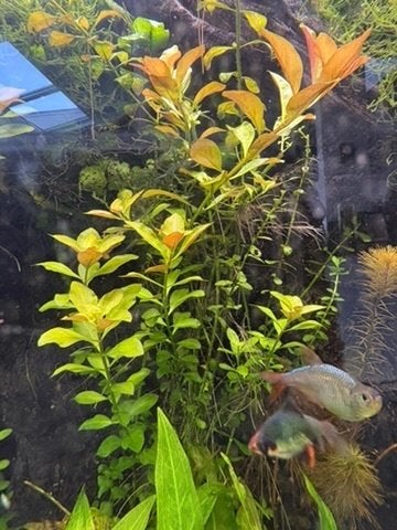 Ludwigia Repens stekken, Dieren en Toebehoren, Ophalen, Nieuw, Plant(en), Steen of Hout