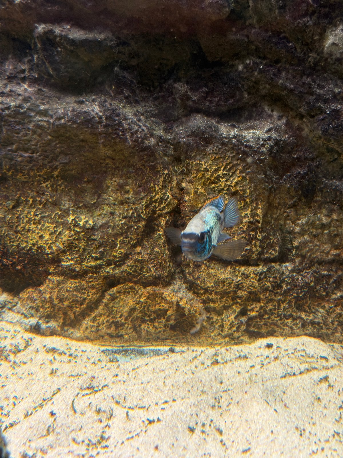 Gratis chicled, Dieren en Toebehoren, Vissen | Aquariumvissen, Vis