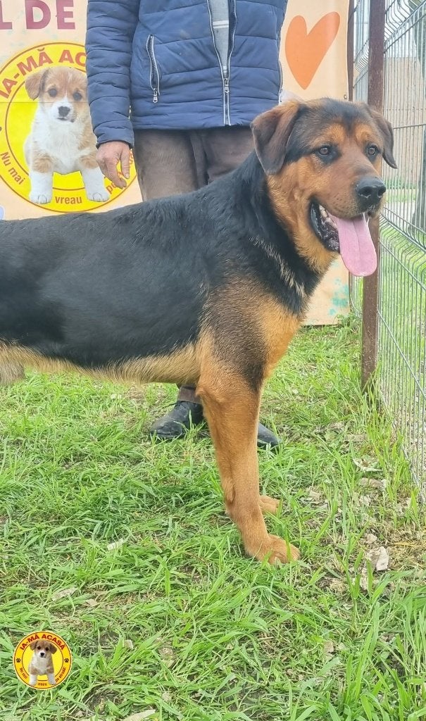 prachtige, stoere grote knuffelbeer Tyson, Dieren en Toebehoren, Particulier, Reu, Buitenland, Eén hond