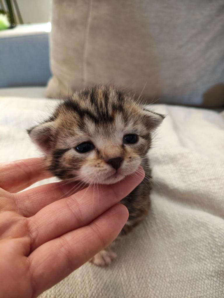 Kittens, Meerdere dieren