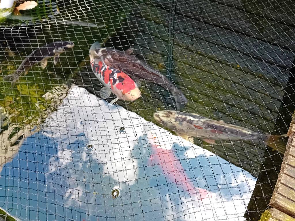 Koi karpers, Karper of Koi