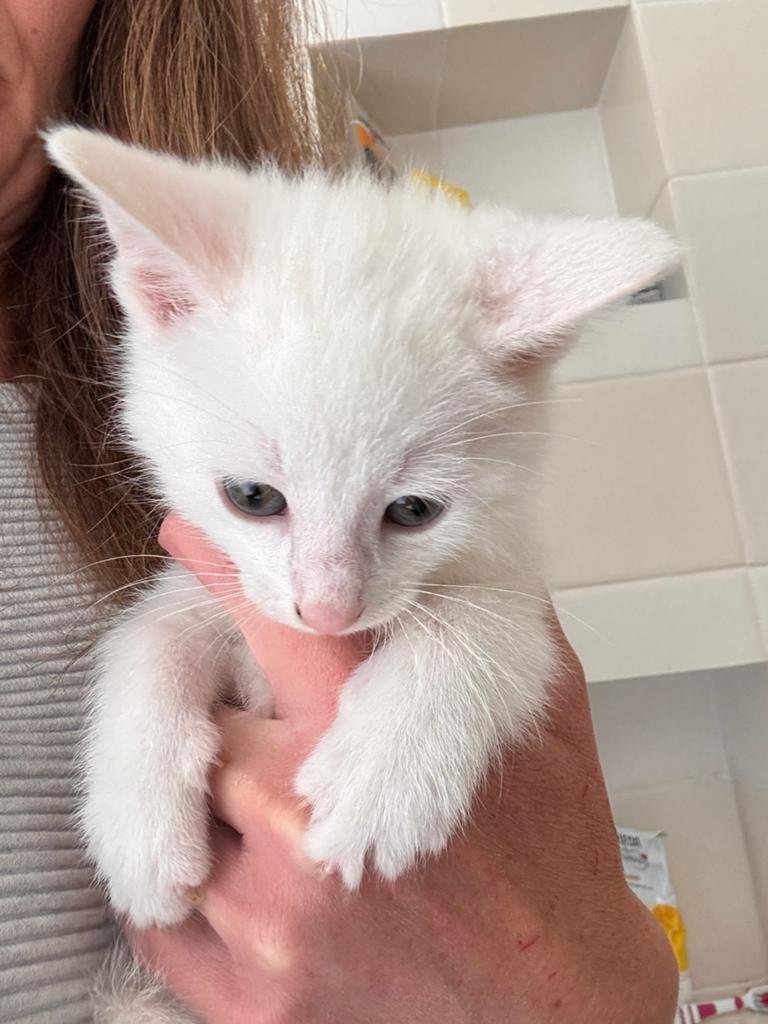 Witte kitten katertje, 0 tot 2 jaar