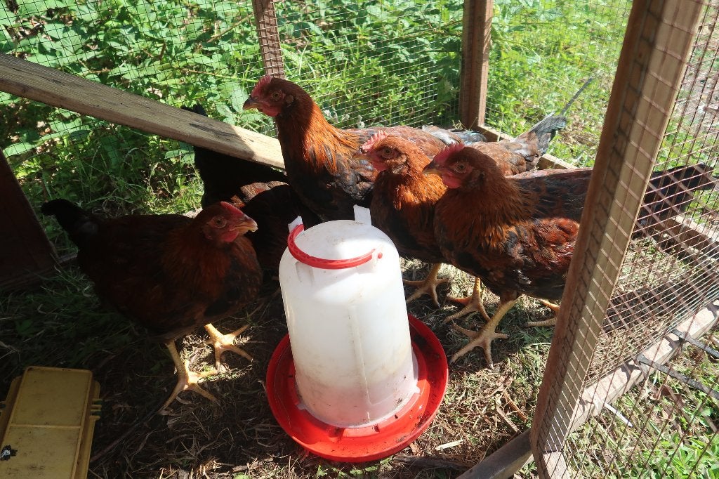 Welsumer hanen grote soort., Dieren en Toebehoren, Pluimvee, Mannelijk, Kip
