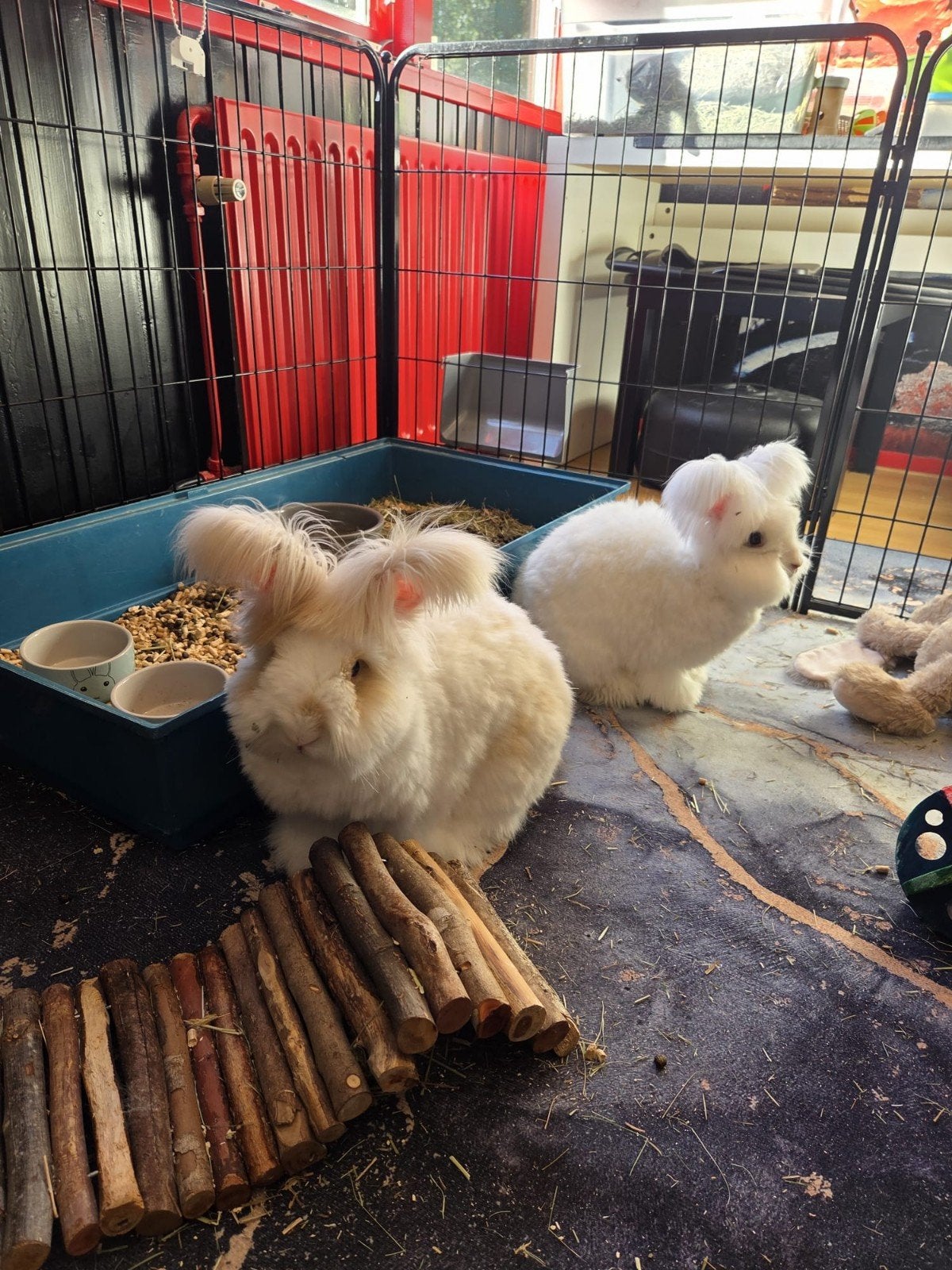 2 lieve angora konijnen zoeken nieuw huisje