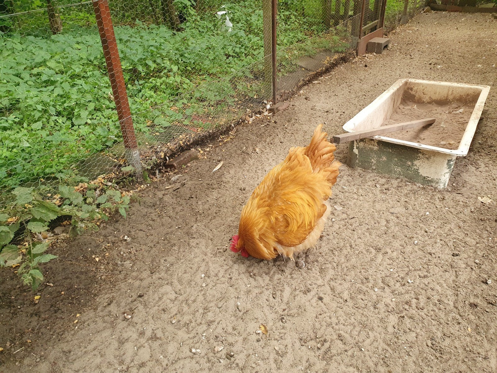 orpington haan raszuiver gratis, Dieren en Toebehoren, Mannelijk, Kip
